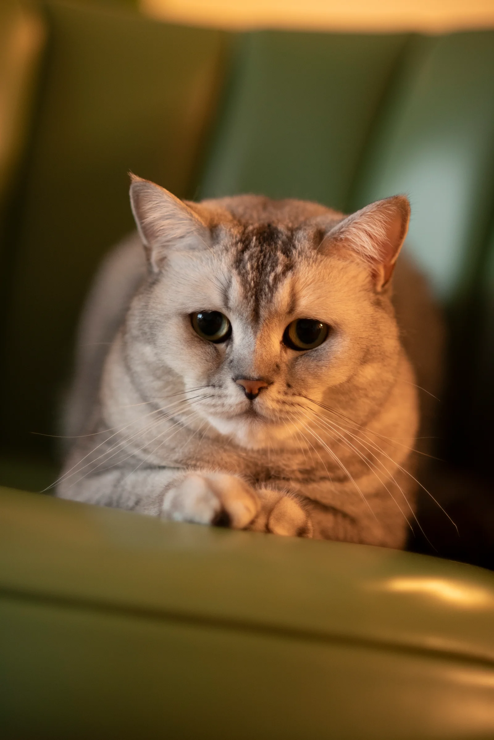 A silver cat resting in warm golden light.